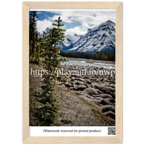 Evergreen Seedling and Rocky Mountains - Northwest Passage 2021 Series - 8"x12" Premium Matte Paper Wooden Framed Poster